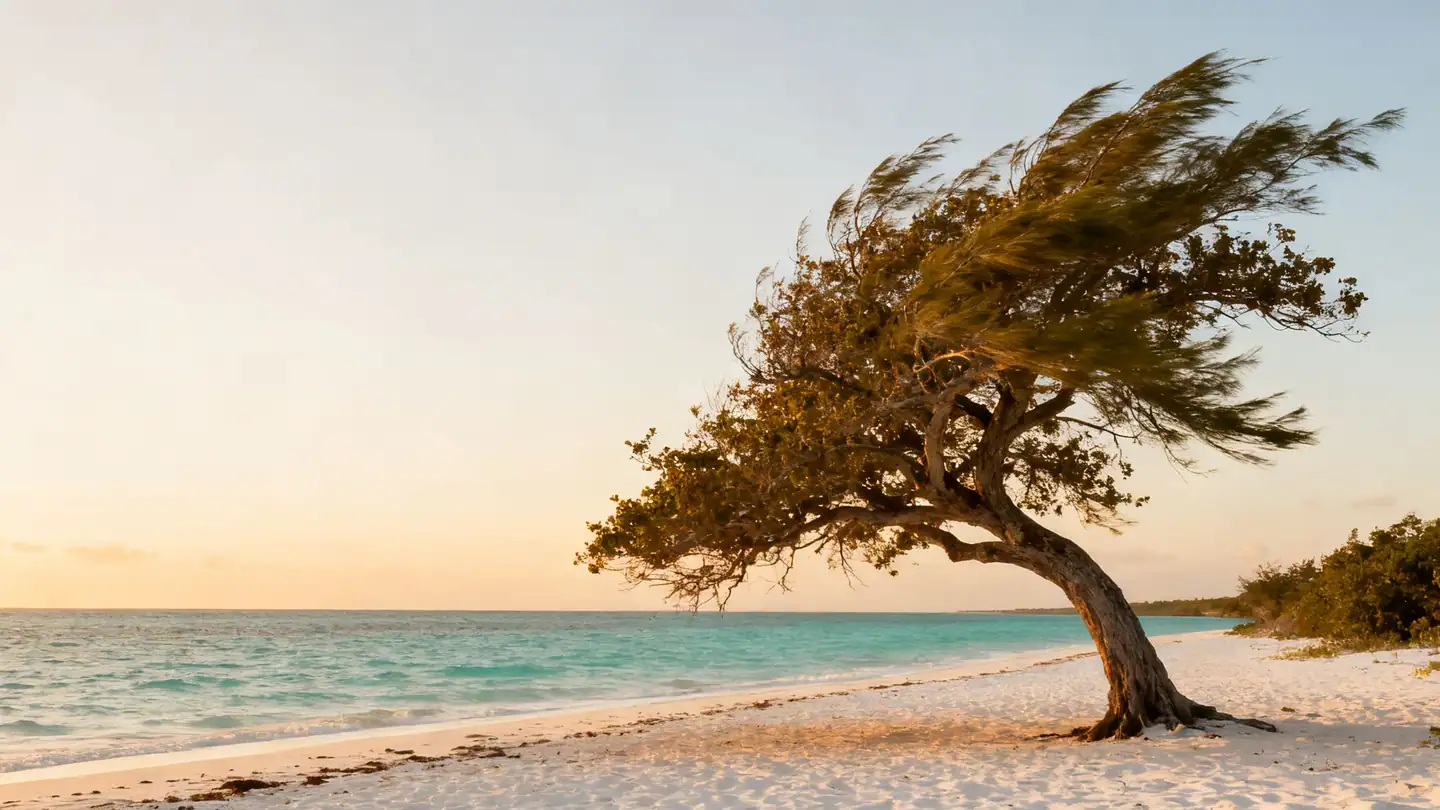 An Aruba beach with a lone divi-divi tree bent by the wind over white sand and turquoise water in golden-hour light