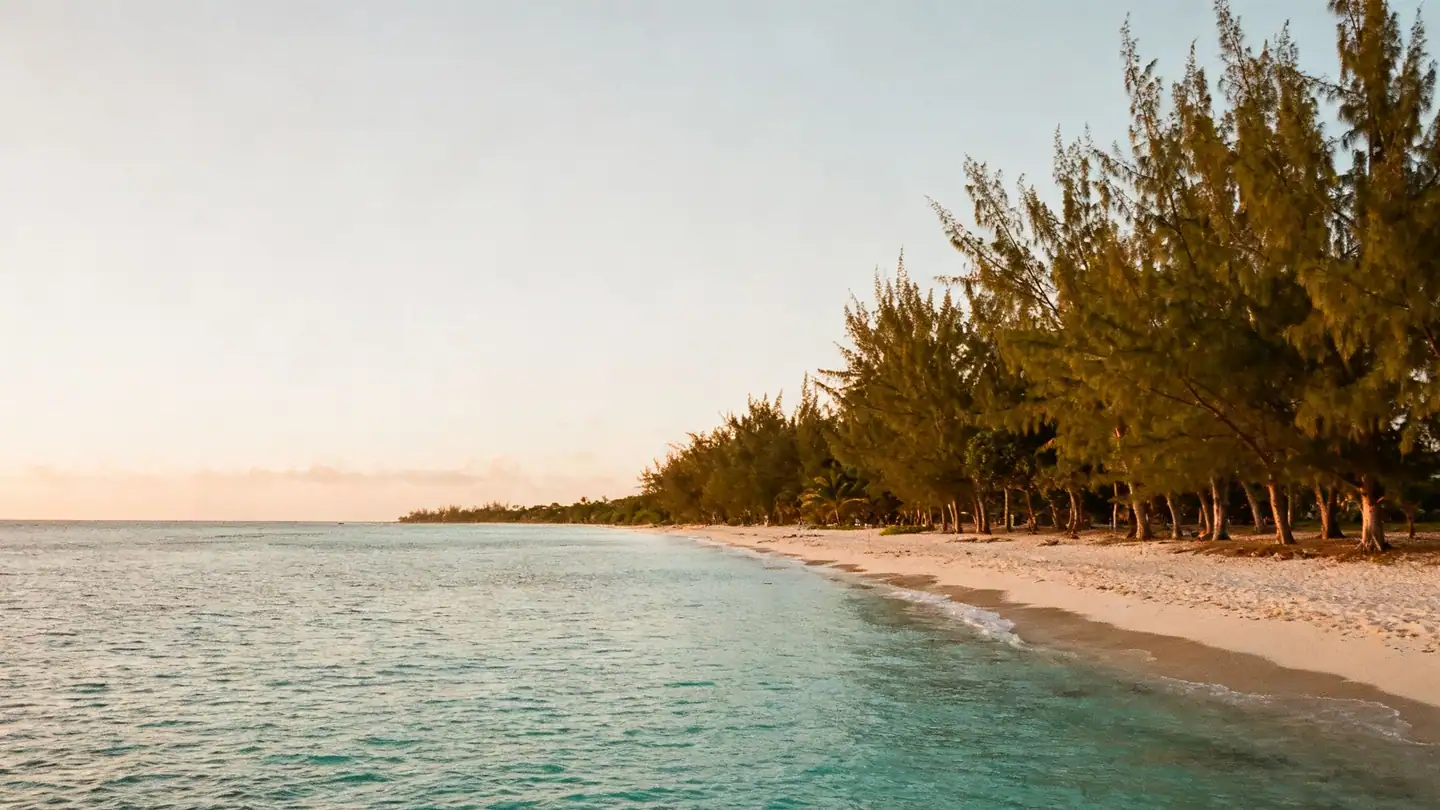Barbados: the west coast with calm turquoise water and casuarina trees on a sandy beach at sunset