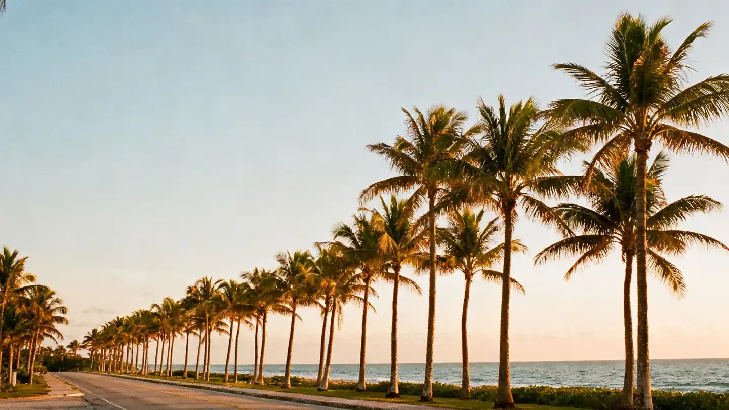 Palm Beach: a row of tall royal palms along a quiet ocean road with the Atlantic beyond in golden-hour light