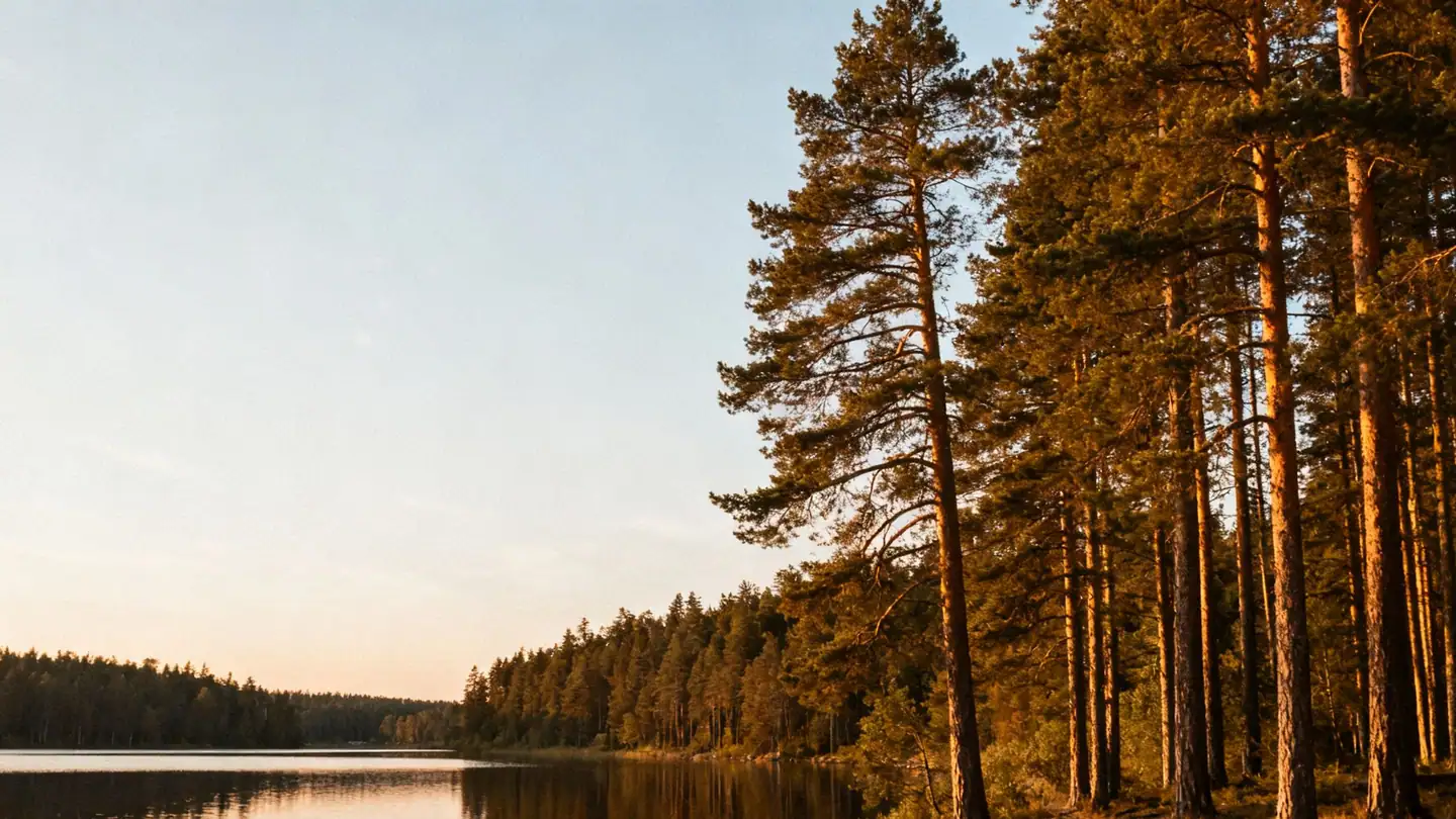 North Carolina's Triangle: a tall pine forest around a calm lake in golden-hour light