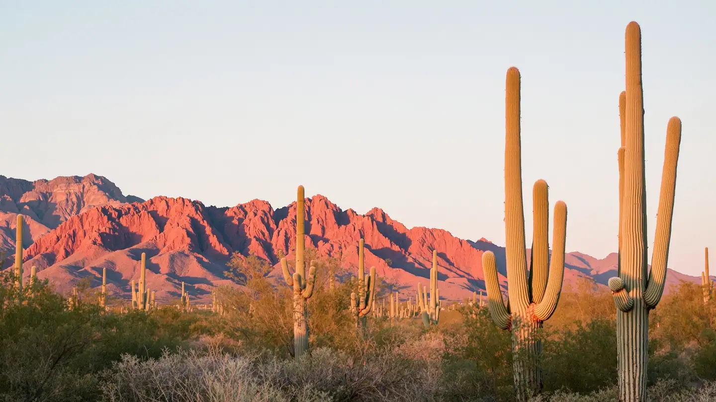The Sonoran Desert near Scottsdale: tall saguaro cacti in the foreground at sunset