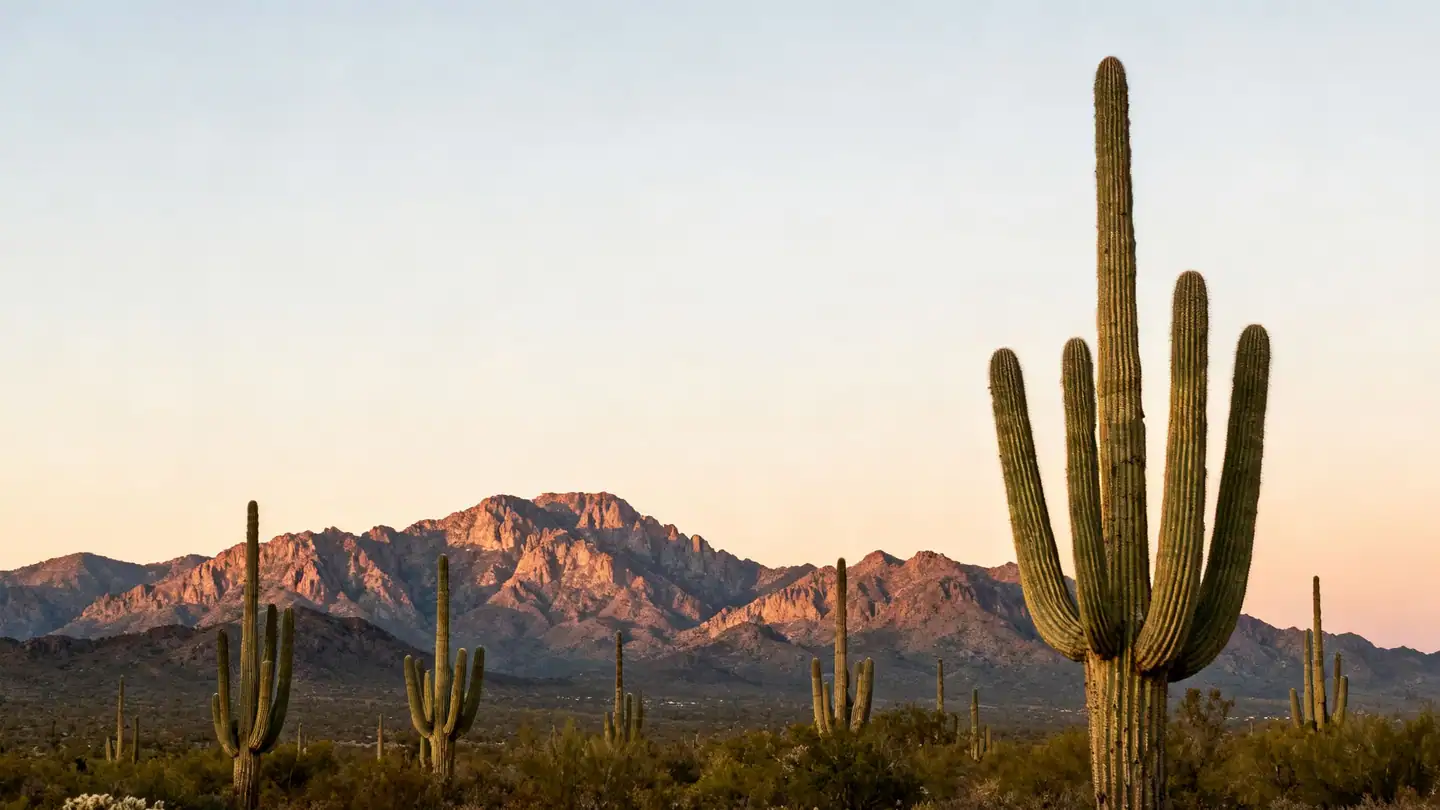 Tucson: saguaro forest in the Sonoran Desert below the Santa Catalina Mountains at sunset